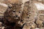 西藏阿里地区发现野生雪豹幼仔