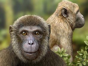 美国研究人员发现猴化石