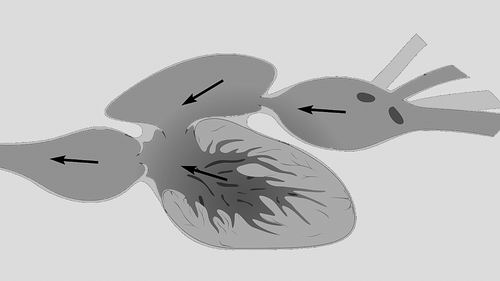科学家发现最早现代心脏化石